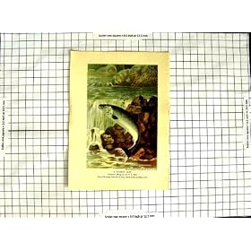 C1790-C1900 Salmon Leap Fish Sticklebacks Fresh-Water