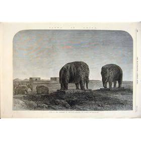 Ming Dynasty Tomb Nankin Emperor Elephant Elephants