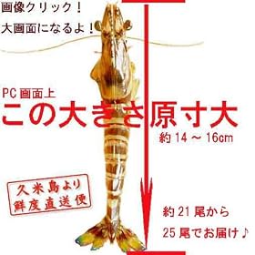 �v�ē��������ԊC�V 500g