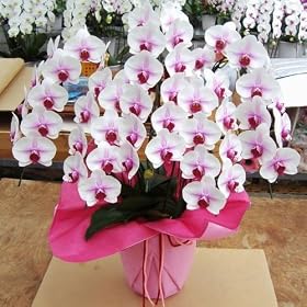 �y���������z�@���Y�����@�Ӓ����@��֔��ԁ@�R���T�{���ā@�S�O~�S�T��