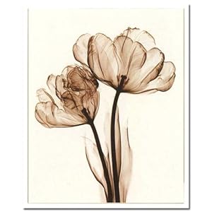 【クリックで詳細表示】X-Ray PHOTOGRAPHY(レントゲンフォトグラフィー)ポスターフレーム Steven N.Meyers / Parrot Tulips II 630x790x30mm： ホーム＆キッチン