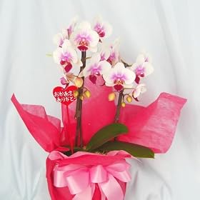 �F���C���~�f�B�Ӓ����Q�{�����A�w��n��͑�������