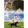 �}�C�E�t�����h�E�t���b�J (���ʕ�) [DVD]