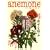 anemone (�A�l���l) 2008�N 11���� [�G��]