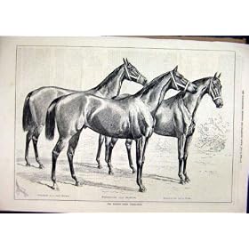 1878 Middle Park Yearlings Horses Macaroni Rosicrucian
