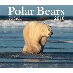 Polar Bears 2010 Calendar