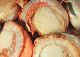 SHUEI �󂠂� �X�[�p�[�x�r�[�z�^�e(�{�C��)1kg�ܓ�