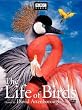 Life of Birds [DVD] [Import]