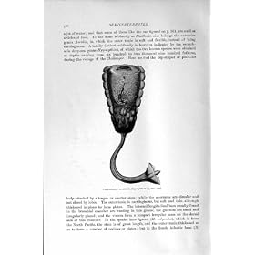 ���m�i�V�`�� Ascidian �̎��R�j 1896 �� Hypobythius