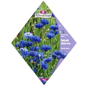 ���C�����t���[�� �R�[���t�����[(���O���}�M�N) Jubilee Gem
