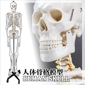 �l�̍��i�͌^�y�q���[�}���X�J���z(a04381)