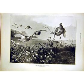 Grouse Shooting Season Drive Hunt Birds Thorburn 1897