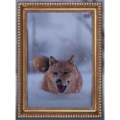 ���I�i���h���v���I(���񐶎Y�����) [DVD]