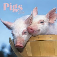 Pigs 2010 Calendar (Wall Calendar)
