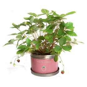 䕂͔̍|�Z�b�g�I���g���K�[�f���iLittle Garden�j�@�E�v���@���C���h�X�g���x���[