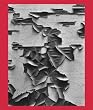 Aaron Siskind 100
