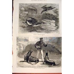 Guillemots Brighton Aquarium Sea Lions Birds Fish 1877