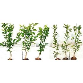 �͓��ӊ��@[�ږؕc]