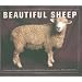 Beautiful Sheep: Portraits of Champion Breeds