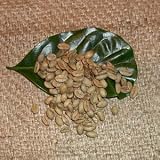  アビシニアン　モカ 9センチュリー （生豆時500g）「現在20%増量中！」-粉（粗挽き）-中深煎り（ローストNo.5)