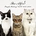 SINGLE HISTORY VOL.VI 2002-2008