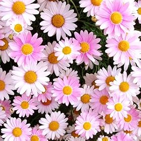 �h���s���N�̃}�[�K���b�g�@�R���Z�b�g