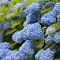 �A�W�T�C(�n�C�h�����W�A)�F�G���h���X�T�}�[�U�I���W�i��3.5���|�b�g[�V�}�炫�^�C�v]