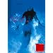 ���̒��̔��� [DVD]