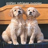 [Book] Golden Retriever Puppies 2008 Calendar