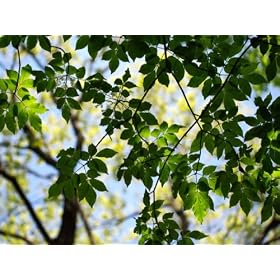 �y6�����͂�ۏ؁z�y�G�؁z�A�I�_���@3.0m�@�y���������Ή��z