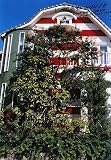 吐���Ԏʐ^�W�wUMEZZ HOUSE�x