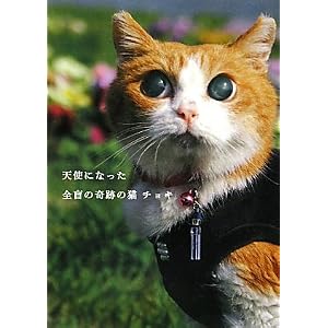 【クリックで詳細表示】天使になった全盲の奇跡の猫チョキ [単行本]