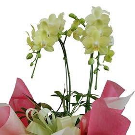 �y���������z�y�Y�n�����z�Ӓ����i�R�`���E�����j�Q�{���E�A�����W�@���F�n�@�i�~�j�j�@�@�@���j���₨����݂��Ƃ̑�����̂ɍœK