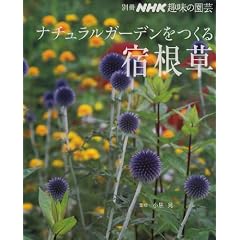 �i�`�������K�[�f��������h���� (�ʍ�NHK��̉��|)