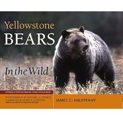 Yellowstone Bears in the Wild