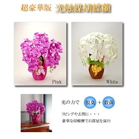 ���G�}�Ӓ��� �s���N