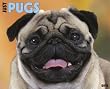 Just Pugs 2012 Calendar (Just (Willow Creek))