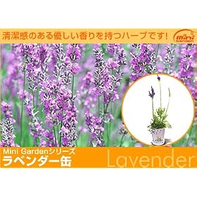 �S���ɍ��肪����A���ϕi�Ȃǂɂ����p�����n�[�u�ʁu���x���_�[�v