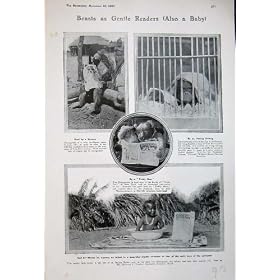 1907 �N�̃q�q�� Ourang Outang �̃e�f�B�[�E�x�A�̐Ԃ�V�� Bath �C���h