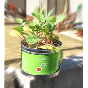���f�B�b�V���͔̍|�Z�b�g�I���g���K�[�f���iLittle Garden�j�@�E�v���@���f�B�b�V��