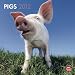 Pigs 2012 Calendar