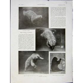 �����܂̓������̓����̚M���ނ̃t�����X�l�̈���� 1931 �N