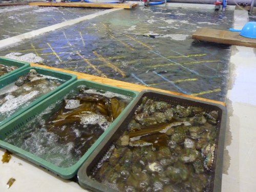 まるか水产 高级アワビ 养殖 80g~90gを1kg(1