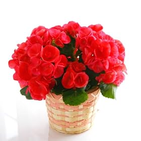 �y���������z6�F����I�ׂ郊�[�K�[�X���A���i�s���N�j�y���a�����A���j���A�v���[���g�Ɂz�y�Ԍ��t�͢�K���ȓ��X��u���̍����v�z