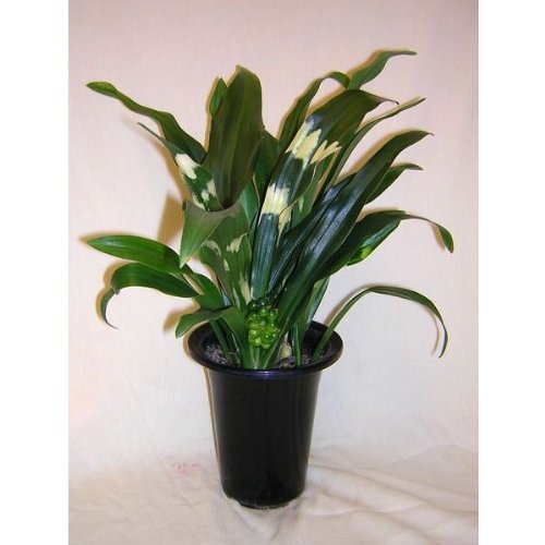 引越し祝い万年青,国外代购,日本商品代购,最为