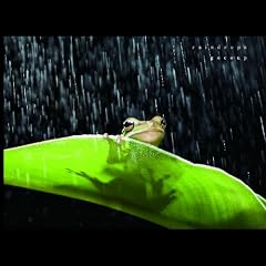 raindrops