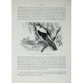 Cassell �̒� C1870 Pirol �j�V�R�E���C�E�O�C�X�� Galbula ������������܂�