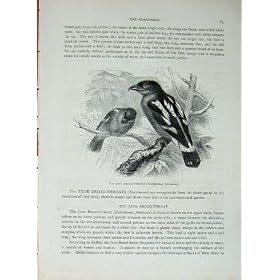 Cassell �̒� C1870 �W�����̍L�A�� Eurylaimus �̓��D