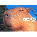 �J�s�o���Ɋւ��鏑�ЂƂc�u�c