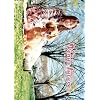 ���B�[�i�X�t���[�`���[���c���G [R15�w��] [DVD]